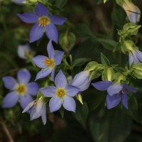 Exacum trinervium (L.) Druce